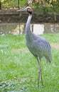 Sarus crane 1 Royalty Free Stock Photo