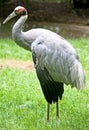 Sarus crane 2 Royalty Free Stock Photo