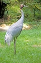 Sarus crane 4 Royalty Free Stock Photo