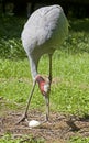 Sarus crane 6