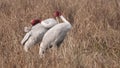 Sarus crane (Grus antigone) pair in Keoladeo Ghana National Park, Bharatpur, Rajasthan, India Royalty Free Stock Photo