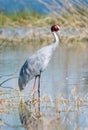 Sarus Crane Antigone antigone Isolated Bird Royalty Free Stock Photo