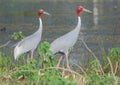 Sarus crane bird couple walking on edge of the pond Royalty Free Stock Photo