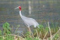 Sarus crane bird walking on edge of the pond Royalty Free Stock Photo