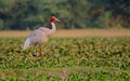 Sarus crane bird, natural, nature, wallpaper