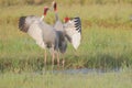 Sarus crane bird pair in love Royalty Free Stock Photo