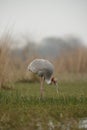 Sarus Crane Busy Feeding at Bharatpur Bird Sanctuary,Rajasthan,India