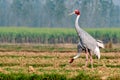 Sarus crane Royalty Free Stock Photo