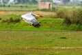 Sarus crane in solo flight Royalty Free Stock Photo