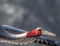 Sarus Crane neck while flying Royalty Free Stock Photo