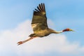 Sarus Crane flying