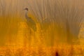 Sarus Crane in a foggy morning Royalty Free Stock Photo