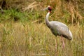 Sarus crane or Grus antigone bird portrait with water droplets in air from beak in natural green background during excursion at Royalty Free Stock Photo