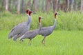 Sarus crane Grus antigone Birds in Paddy field