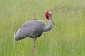 Sarus crane Grus antigone Birds of Thailand