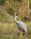 sarus crane or Grus antigone closeup with water droplets in air from beak in natural green background during winter excursion at Royalty Free Stock Photo