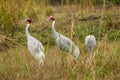 Sarus crane or Grus antigone family in green background grazing in grassland of keoladeo national park or bharatpur bird sanctuary Royalty Free Stock Photo