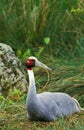 Sarus Crane, grus antigone, Female Nesting