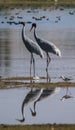 Sarus Crane Royalty Free Stock Photo