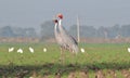 Sarus Crane(Grus antigone) Pair in a Field Royalty Free Stock Photo