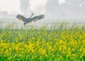 A Sarus Crane landing in a mustard field Royalty Free Stock Photo