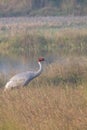 Most Beauti Saras crane birds Royalty Free Stock Photo