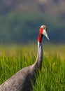 Sarus Crane looking into Camera Royalty Free Stock Photo