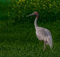 Sarus Crane in mustard Field Royalty Free Stock Photo