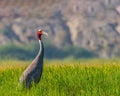 A Sarus crane in paddy field Royalty Free Stock Photo