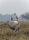 Sarus Crane pair Dacing and courtship display at bharatpur