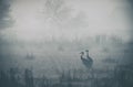 Sarus Crane pair in a misty morning seen at bharatpur Royalty Free Stock Photo