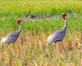 A Sarus Crane pair strolling Royalty Free Stock Photo