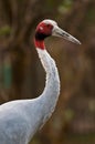 Sarus Crane portrait Royalty Free Stock Photo