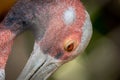 Sarus Crane Portrait Royalty Free Stock Photo