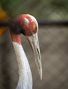 Sarus Crane Portrait Royalty Free Stock Photo