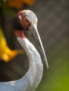 Sarus Crane Portrait Royalty Free Stock Photo