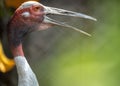 Sarus Crane Portrait Royalty Free Stock Photo