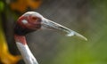 Sarus Crane Portrait Royalty Free Stock Photo