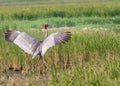 Sarus Crane ready to take off Royalty Free Stock Photo