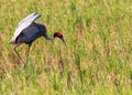 Sarus Crane running in paddy field Royalty Free Stock Photo