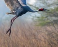 Sarus Crane Taking off for flight Royalty Free Stock Photo
