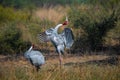 Sarus crane the tallest flying bird