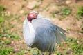 Sarus crane with the typical red head and neck Royalty Free Stock Photo