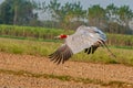 Sarus crane taking off in the field Royalty Free Stock Photo