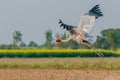 Sarus crane taking off against mustard field Royalty Free Stock Photo