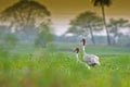 Partners for Life Sarus Crane birds Royalty Free Stock Photo