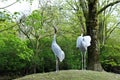 Sarus cranes Royalty Free Stock Photo