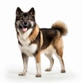 Sasabe Dog Bold Coloration And Uhd Image Of Akita Dog On White Background