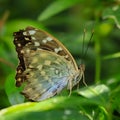 Sasakia charonda, the Japanese emperor or great purple emperor, is a species of butterfly in the family Nymphalidae