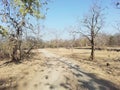 Sasan gir national park visit osam Royalty Free Stock Photo